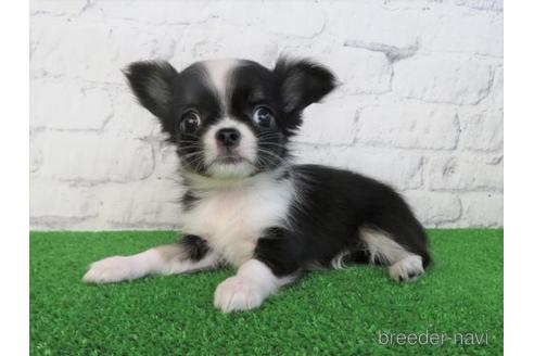 成約済の大阪府のチワワ(ロングコート)-195025の5枚目