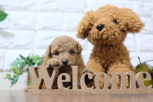 成約済の滋賀県のトイプードル-195029