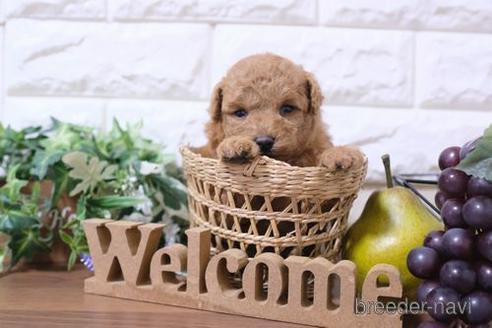 成約済の滋賀県のトイプードル-195029の4枚目