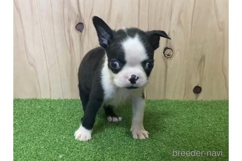 成約済の愛知県のボストンテリア-193060の1枚目