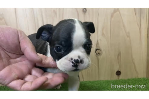 成約済の愛知県のボストンテリア-193061の1枚目