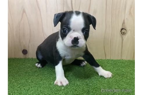 成約済の愛知県のボストンテリア-193243