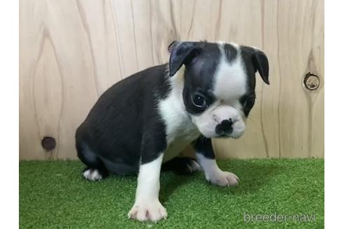 成約済の愛知県のボストンテリア-193243の2枚目