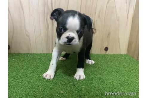 成約済の愛知県のボストンテリア-193248の2枚目