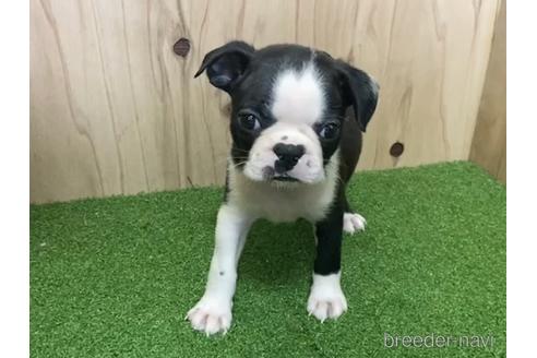 成約済の愛知県のボストンテリア-193248