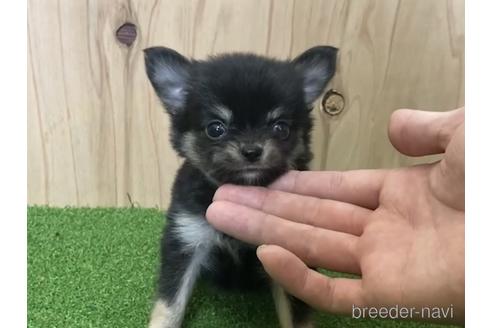 成約済の愛知県のチワワ(ロングコート)-195044の3枚目