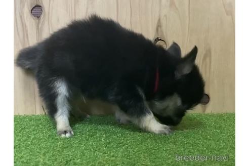 成約済の愛知県のチワワ(ロングコート)-195044の2枚目