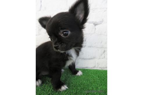 成約済の大阪府のチワワ(ロングコート)-195046