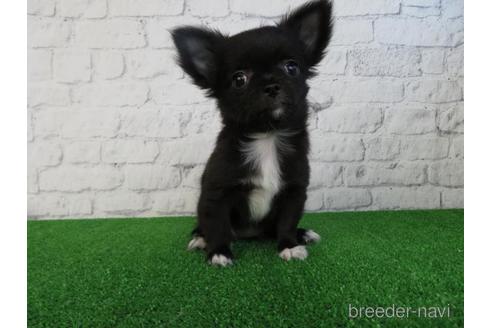 成約済の大阪府のチワワ(ロングコート)-195046の2枚目