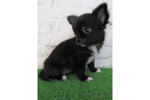 成約済の大阪府のチワワ(ロングコート)-195046の3枚目