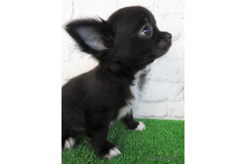 成約済の大阪府のチワワ(ロングコート)-195046の4枚目