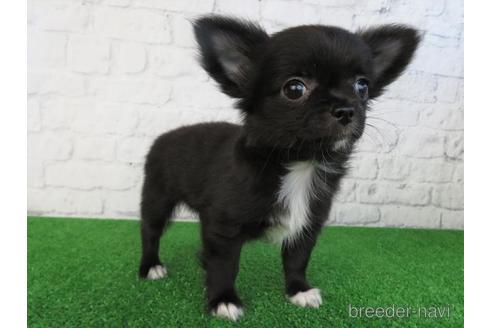 成約済の大阪府のチワワ(ロングコート)-195046の5枚目