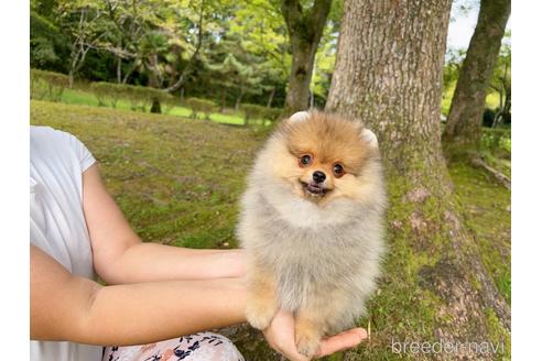 成約済の岐阜県のポメラニアン-182909の21枚目