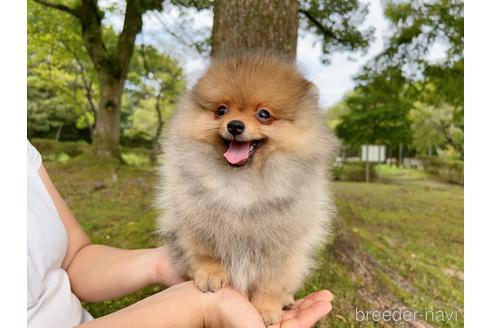 成約済の岐阜県のポメラニアン-182909の15枚目