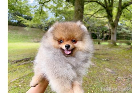 成約済の岐阜県のポメラニアン-182909の11枚目