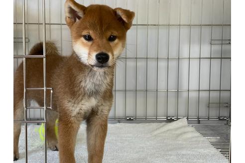 成約済の岡山県の柴犬-195070の3枚目