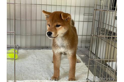 成約済の岡山県の柴犬-195070の6枚目