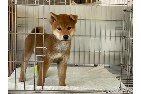 成約済の岡山県の柴犬-195070の4枚目