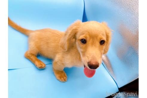 成約済の東京都のミニチュアダックスフンド(ロングヘアード)-192046の8枚目