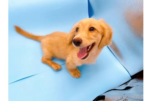 成約済の東京都のミニチュアダックスフンド(ロングヘアード)-192046の7枚目