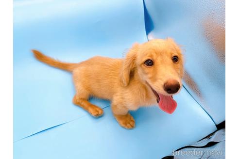 成約済の東京都のミニチュアダックスフンド(ロングヘアード)-192046の1枚目