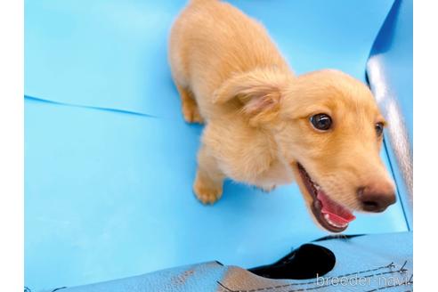 成約済の東京都のミニチュアダックスフンド(ロングヘアード)-192046の6枚目