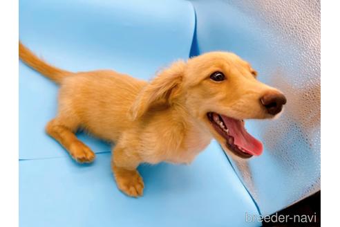 成約済の東京都のミニチュアダックスフンド(ロングヘアード)-192046の5枚目