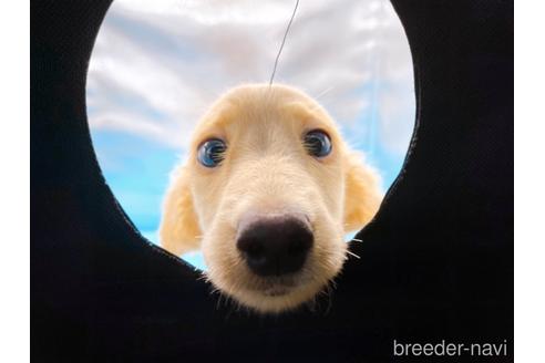 成約済の東京都のミニチュアダックスフンド(ロングヘアード)-192046の4枚目