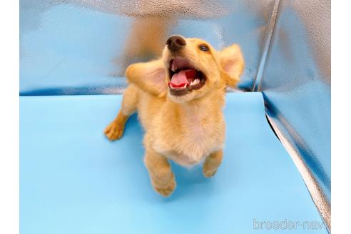 成約済の東京都のミニチュアダックスフンド(ロングヘアード)-192046の3枚目