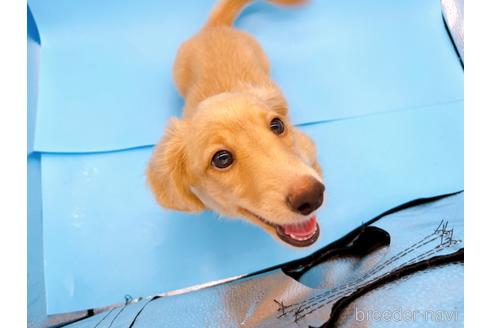 成約済の東京都のミニチュアダックスフンド(ロングヘアード)-192046の2枚目