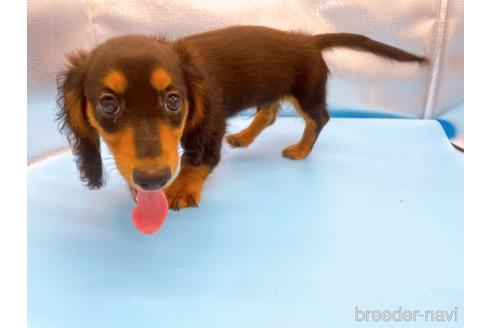 成約済の東京都のミニチュアダックスフンド(ロングヘアード)-190626の5枚目
