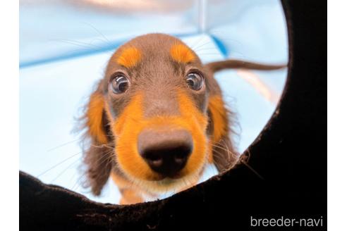 成約済の東京都のミニチュアダックスフンド(ロングヘアード)-190626の2枚目