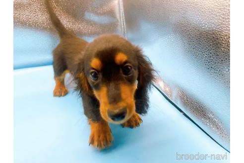 成約済の東京都のミニチュアダックスフンド(ロングヘアード)-190626の4枚目