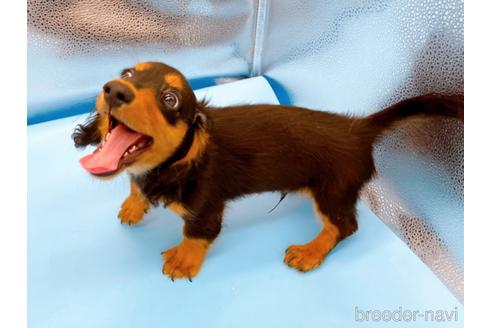 成約済の東京都のミニチュアダックスフンド(ロングヘアード)-190626の1枚目