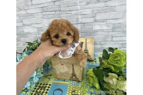 成約済の大阪府のタイニープードル-193107の3枚目