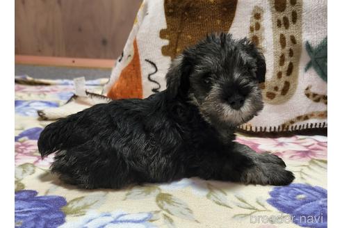成約済の岡山県のミニチュアシュナウザー-193052の2枚目