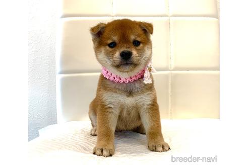 成約済の滋賀県の柴犬-195125の1枚目