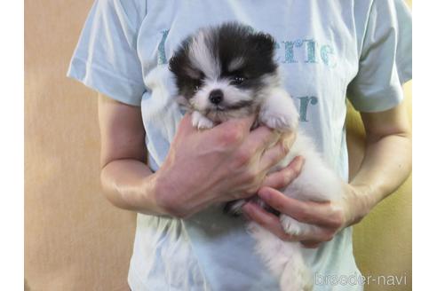 成約済の愛知県のポメラニアン-190383の4枚目