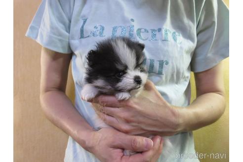 成約済の愛知県のポメラニアン-190383の2枚目