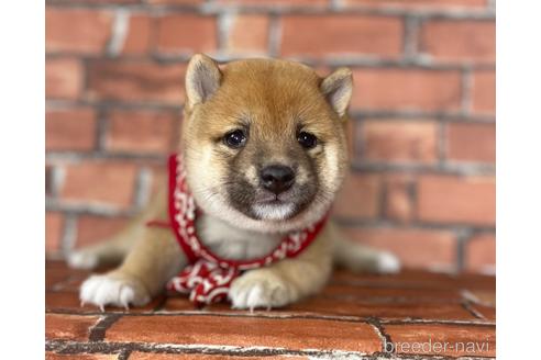 成約済の福岡県の豆柴-195169の7枚目
