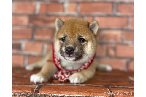 成約済の福岡県の豆柴-195169の8枚目