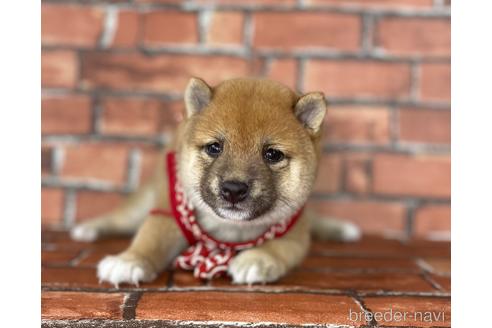 成約済の福岡県の豆柴-195169の9枚目