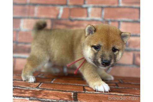 成約済の福岡県の豆柴-195169の10枚目