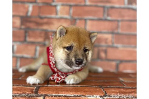 成約済の福岡県の豆柴-195169の11枚目