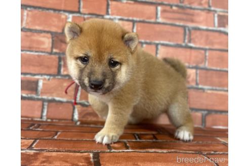 成約済の福岡県の豆柴-195169の12枚目