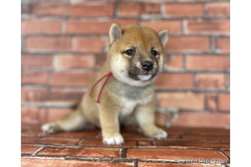 成約済の福岡県の豆柴-195169の13枚目