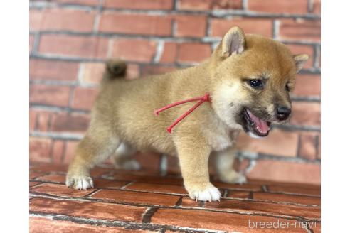 成約済の福岡県の豆柴-195169の4枚目