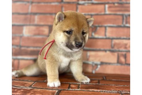 成約済の福岡県の豆柴-195169の5枚目