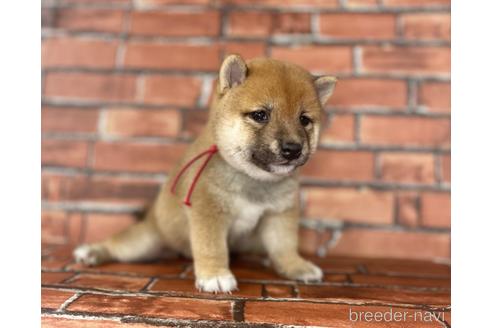 成約済の福岡県の豆柴-195169の6枚目