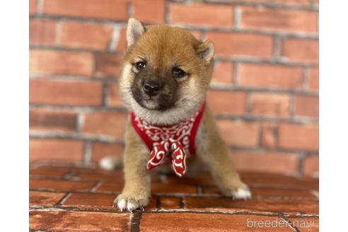 成約済の福岡県の豆柴-195170の11枚目